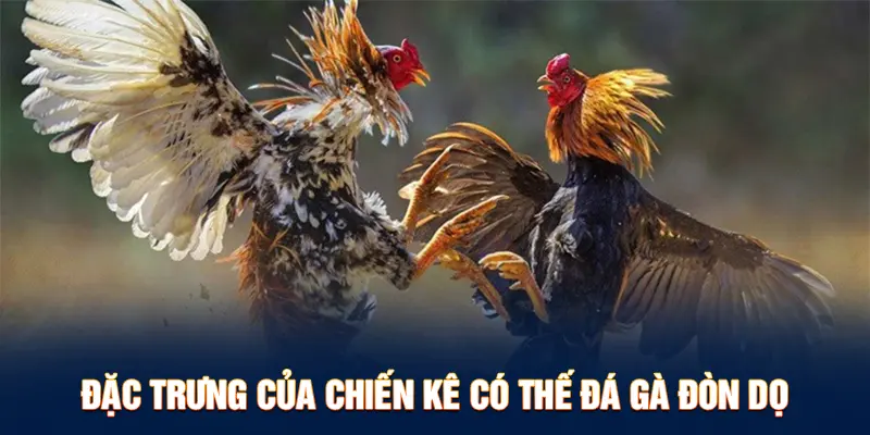 Đặc trưng của chiến kê có thế đá gà đòn dọc