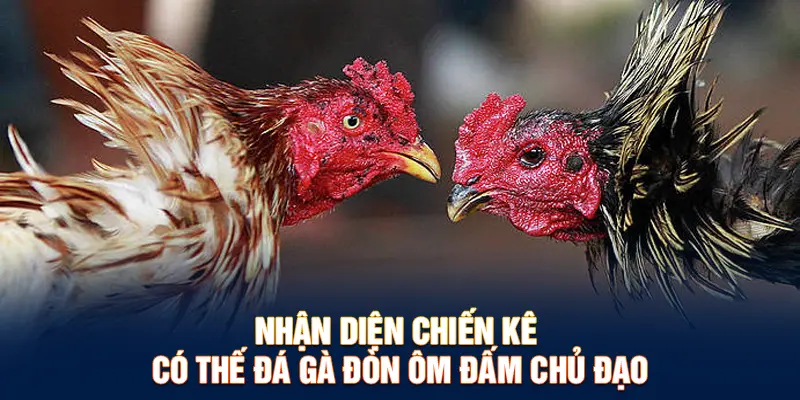 Nhận diện chiến kê có thế đá gà đòn ôm đấm chủ đạo