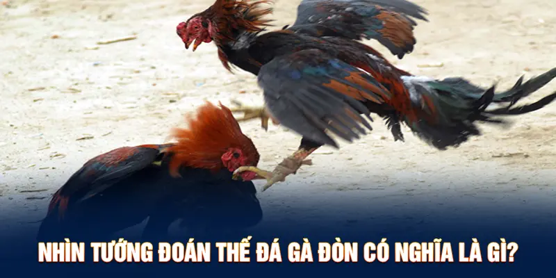 Nhìn tướng đoán thế đá gà đòn có nghĩa là gì?